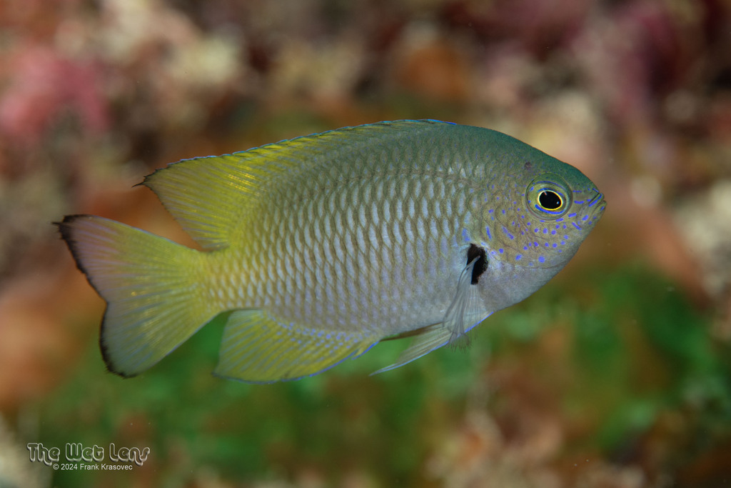 Black-Edged Damsel