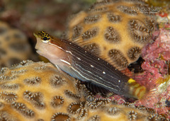 Pictus Blenny photo 5