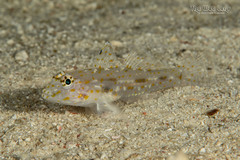 Pale Sandgoby photo 1