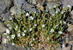 Cerastium arvense strictum