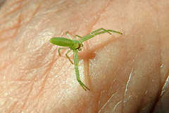 Cetratus rubropunctatus