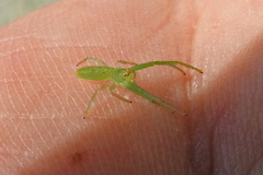 Cetratus rubropunctatus