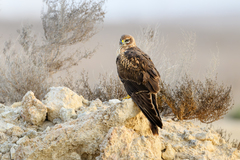 Pallid Harrier photo 4