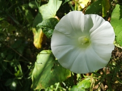 Calystegia silvatica