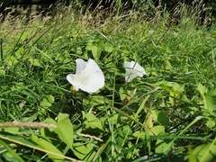 Calystegia silvatica