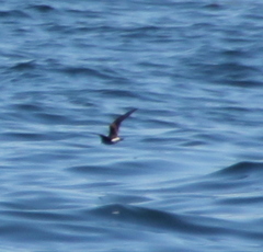 Hydrobates leucorhous