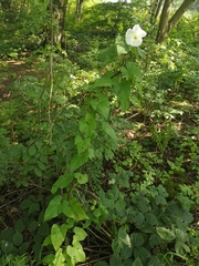 Calystegia silvatica