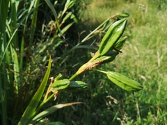 Iris pseudacorus