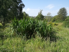 Iris pseudacorus