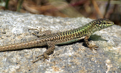 Podarcis erhardii