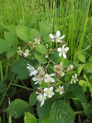 Rubus fruticosus