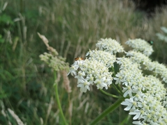 Heracleum sphondylium
