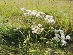 Heracleum sphondylium