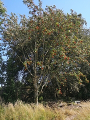 Sorbus aucuparia