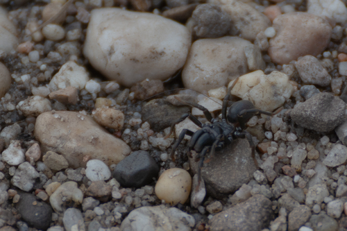 Purseweb Spider, Hilversum, Nederland, photo 9 of 10