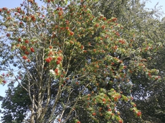 Sorbus aucuparia