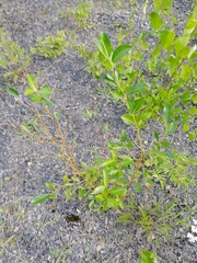 Salix pentandra