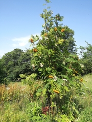 Sorbus aucuparia