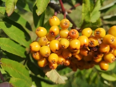 Sorbus aucuparia