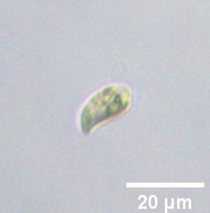 Cryptista