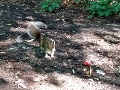 Sciurus carolinensis