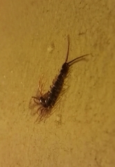 Lithobius peregrinus