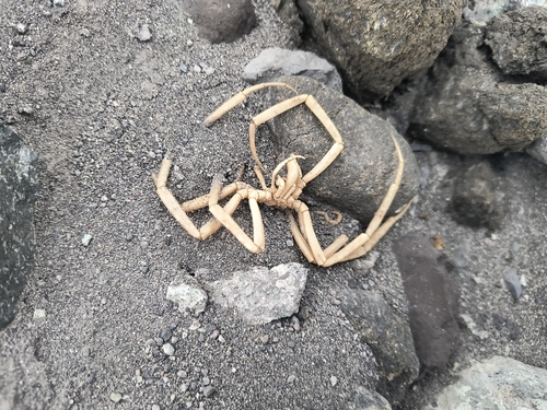 Decolopoda australis (Decolopoda australis)