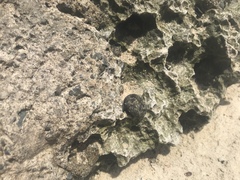 Nerita undata