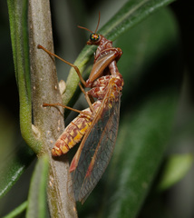Mantispa styriaca