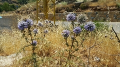 Echinops adenocaulos