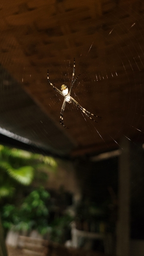 Silver Garden Orbweaver