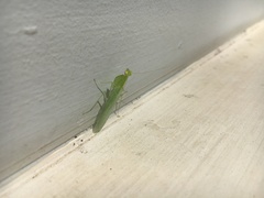 Tropidomantis tenera