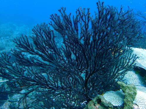 Deep-water sea fan