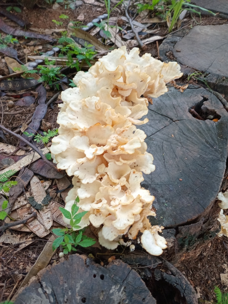 Favolus brasiliensis · December 2024 · photo: © asadternus (iNaturalist, cc0)