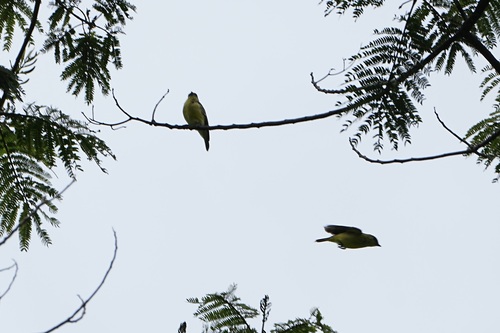 Microeca papuana observed 2024-12-16
