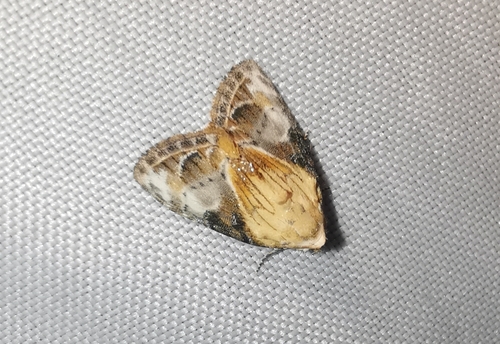 Poecilonola