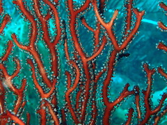 Iciligorgia schrammi