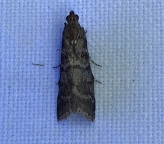 Moodna ostrinella