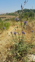 Echinops spinosissimus