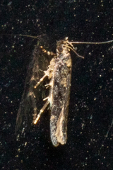 Chionodes mediofuscella