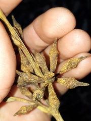Eucalyptus resinifera