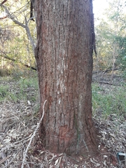 Eucalyptus resinifera