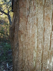 Eucalyptus resinifera