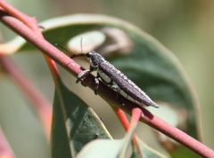 Belidae