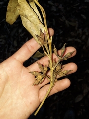 Eucalyptus resinifera