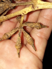 Eucalyptus resinifera