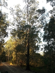Eucalyptus resinifera