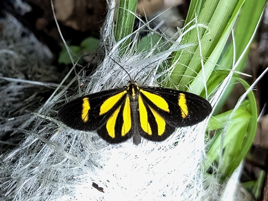 Atyria durnfordi