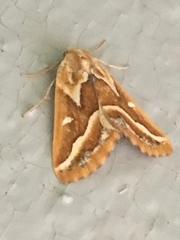 Caripeta angustiorata