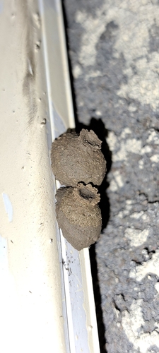 Potter and Mason Wasps
